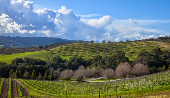 Paso Robles Wine Country Photographer Opolo Vineyards