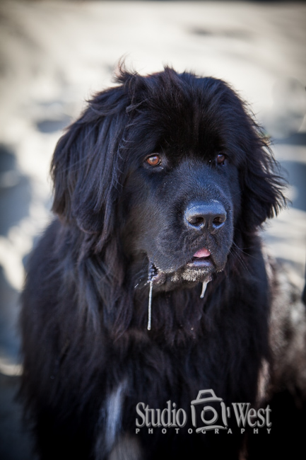 Newfoundland Portrait Newfoundland family portrait - Dog Photography - Family portrait Photographer - Studio 101 West Photography