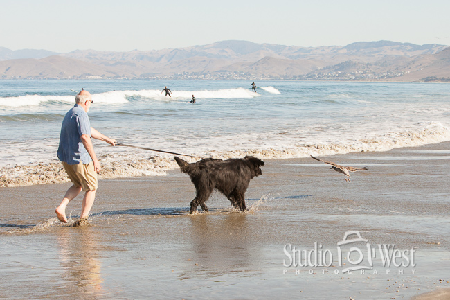 Lifestyle Photography - Newfoundland Dog chasing bird Family Portrait beach session - Lifestyle Photography - Beach Photographer - Studio 101 West Photography
